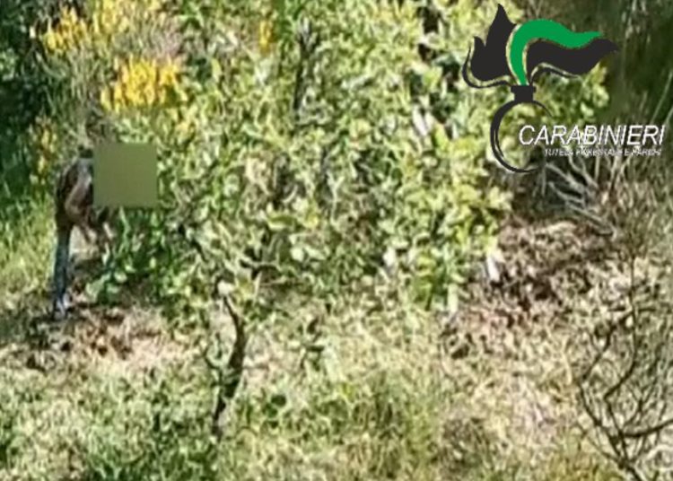 La foto-trappola
