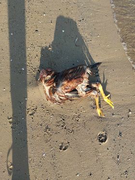 Galline o polli morti in riva al mare 2 gallina 3