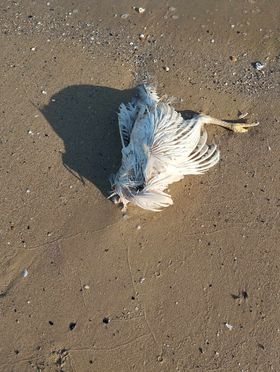 Galline o polli morti in riva al mare 4 gallina 5