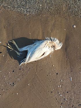 Galline o polli morti in riva al mare 5 gallina 6