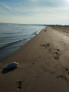 Galline o polli morti in riva al mare 6 gallina 7