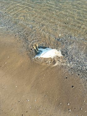 Galline o polli morti in riva al mare 3 galline 2