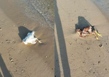 Salme di animali a Vasto marina