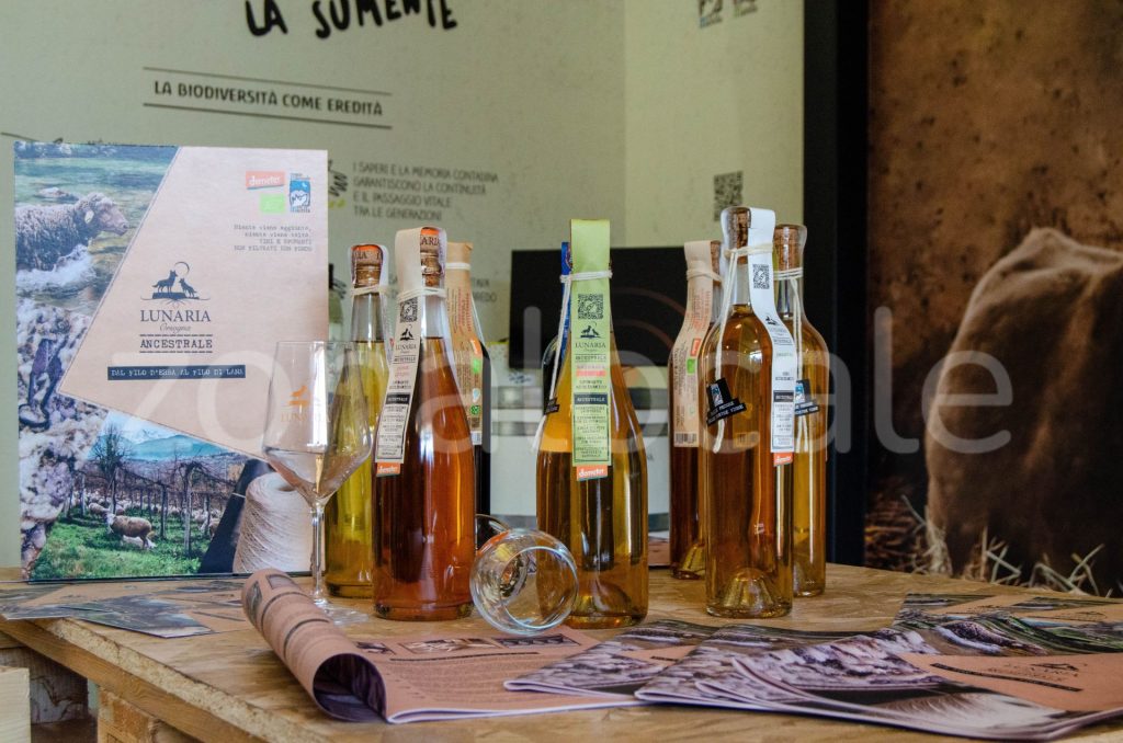 Vasto, inaugurata la Bio Vineria: un viaggio sensoriale tra vini biologici e biodinamici 11 zonalocale griff 10