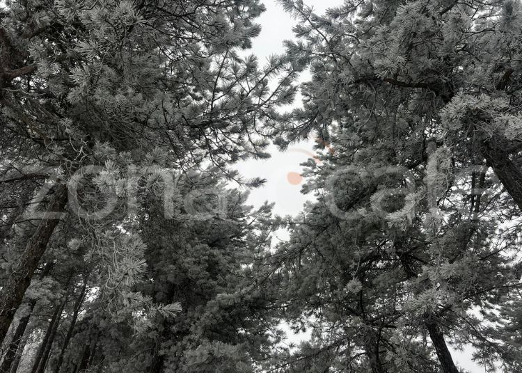 Torna la neve a Schiavi D'Abruzzo e Castiglione Messer Marino 7 Neve 5