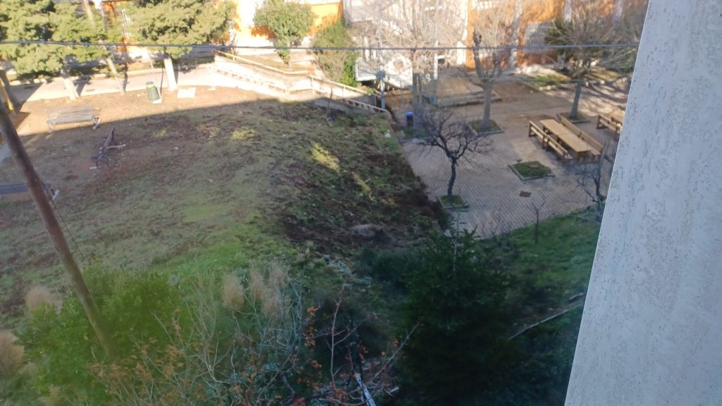 Cinghiali all'interno dell'Istituto Palizzi di Vasto: la segnalazione di un lettore 4 Palizzi 3