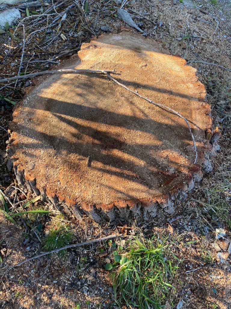 Vasto Marina, abbattuti pioppi. I cittadini: «Strage inutile, molti alberi sani» 2 image00001 2