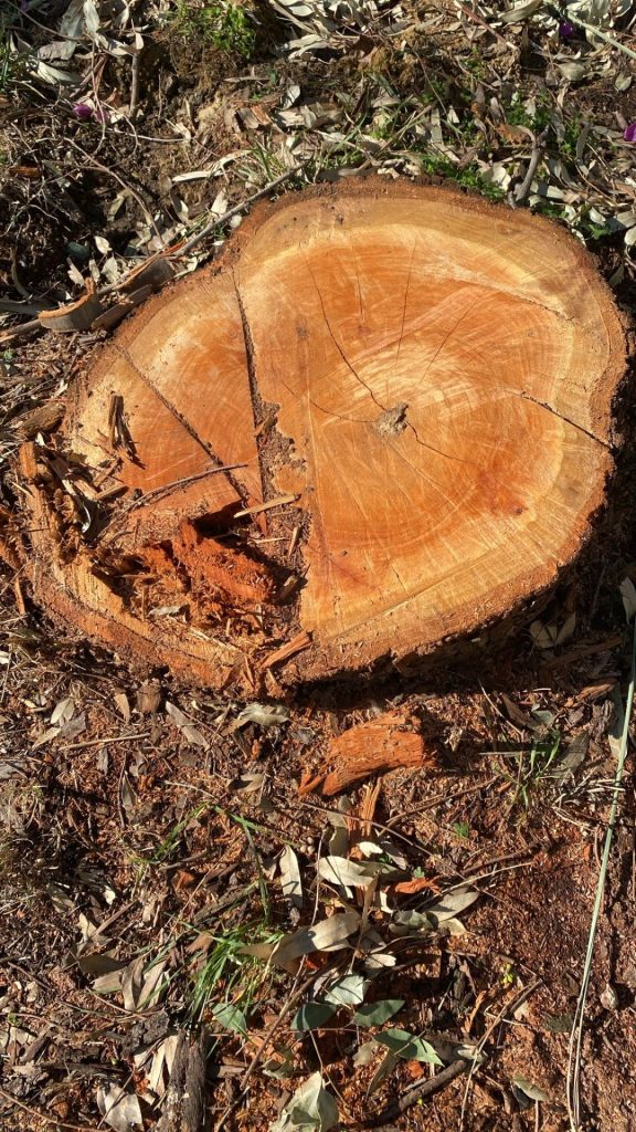 Vasto Marina, abbattuti pioppi. I cittadini: «Strage inutile, molti alberi sani» 3 image00002 2