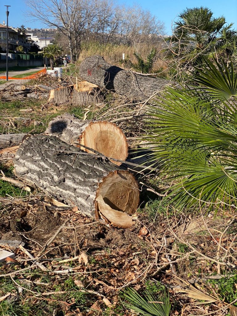 Vasto Marina, abbattuti pioppi. I cittadini: «Strage inutile, molti alberi sani» 4 image00003 2