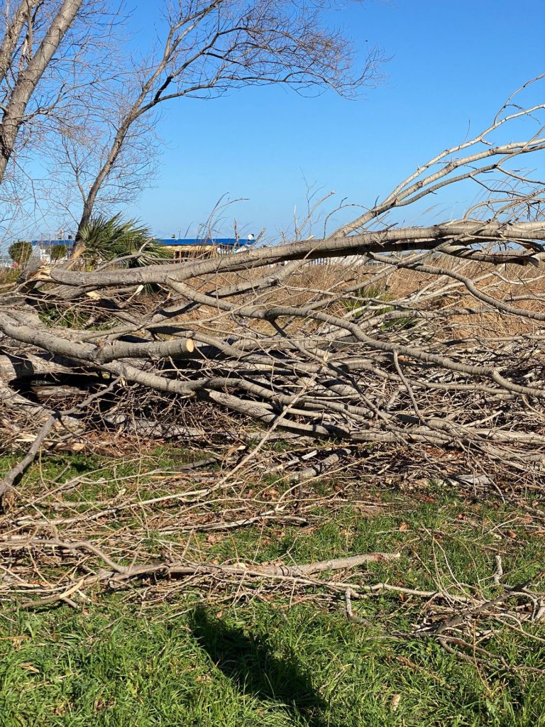 Vasto Marina, abbattuti pioppi. I cittadini: «Strage inutile, molti alberi sani» 5 image00004 2