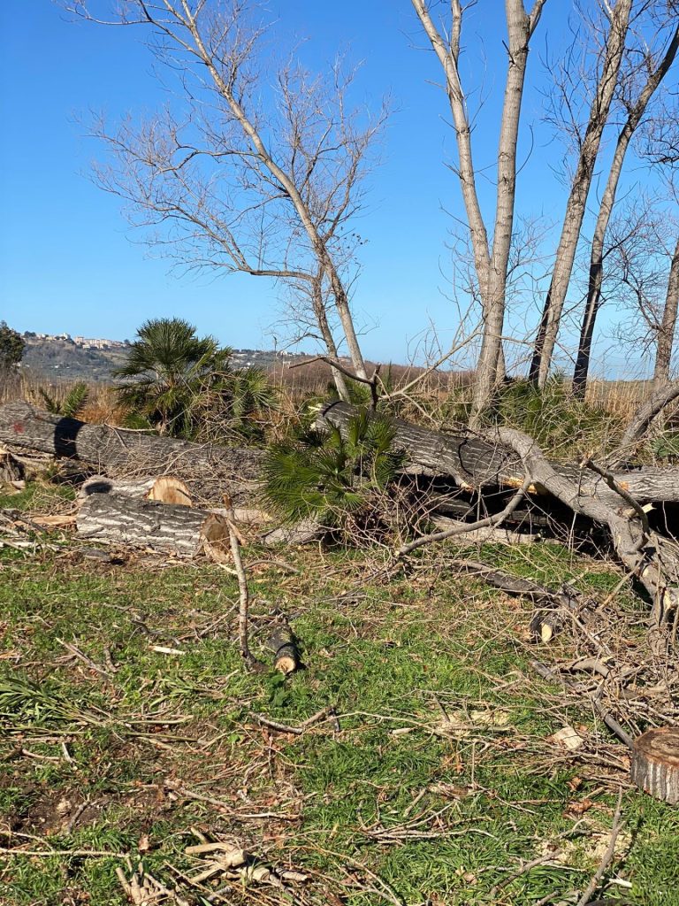 Vasto Marina, abbattuti pioppi. I cittadini: «Strage inutile, molti alberi sani» 6 image00005 2