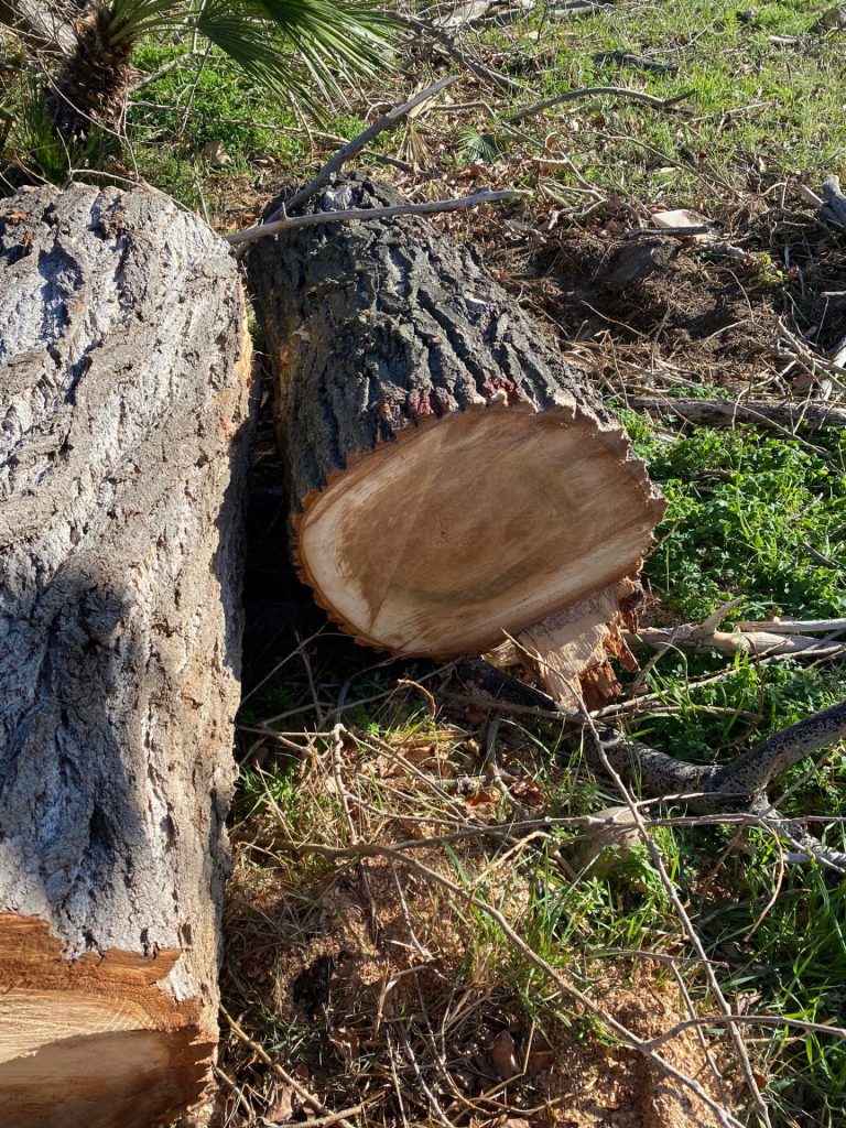 Vasto Marina, abbattuti pioppi. I cittadini: «Strage inutile, molti alberi sani» 7 image00006 2