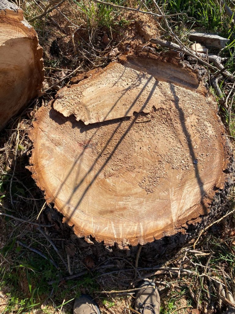 Vasto Marina, abbattuti pioppi. I cittadini: «Strage inutile, molti alberi sani» 9 image00008 2