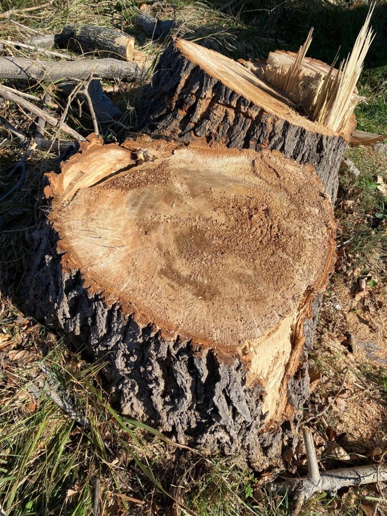 Vasto Marina, abbattuti pioppi. I cittadini: «Strage inutile, molti alberi sani» 12 image00011 2