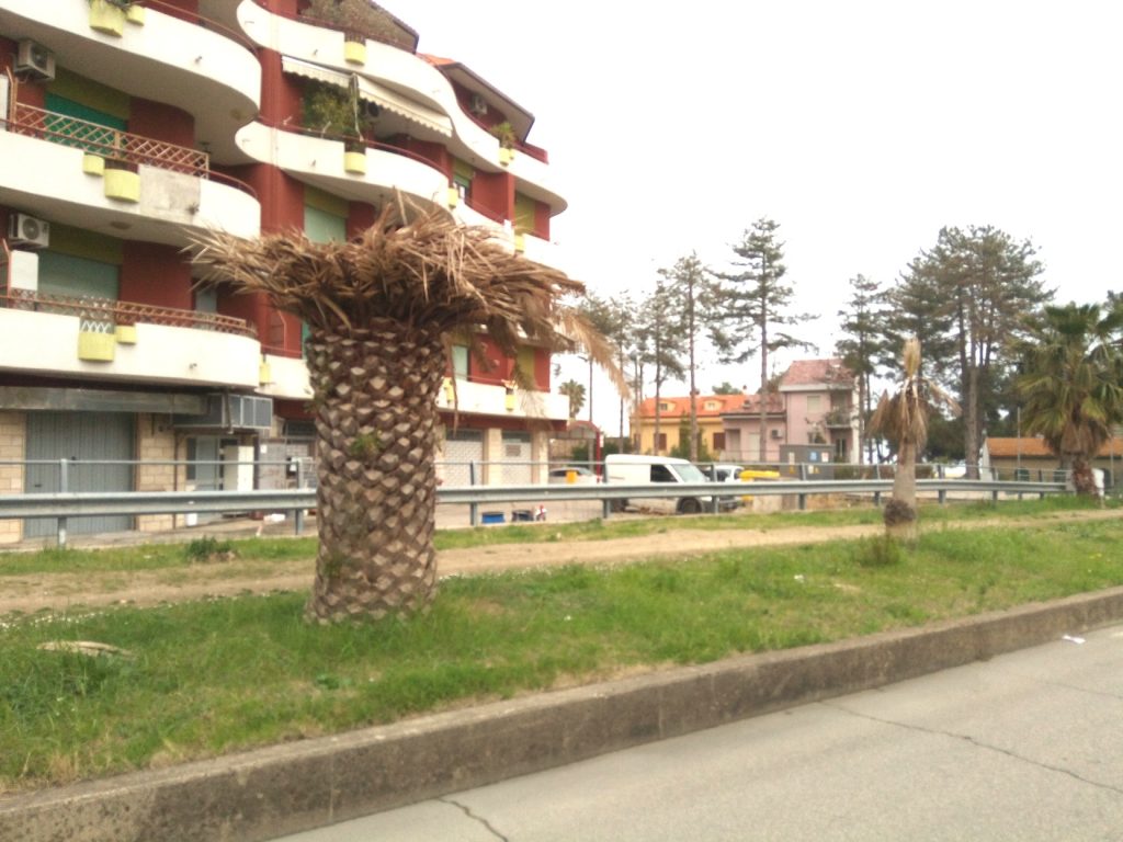 La continua attenzione al “decoro urbano” fa bene al turismo 7 palma secca ingresso istituto 1