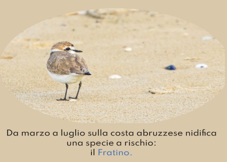 Articolo WP 2024 03 15T102202.844