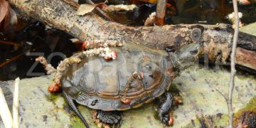 Tartaruga palustre nativa Vasto Marina