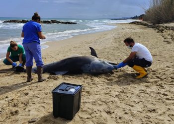 delfini spiaggiati abruzzo