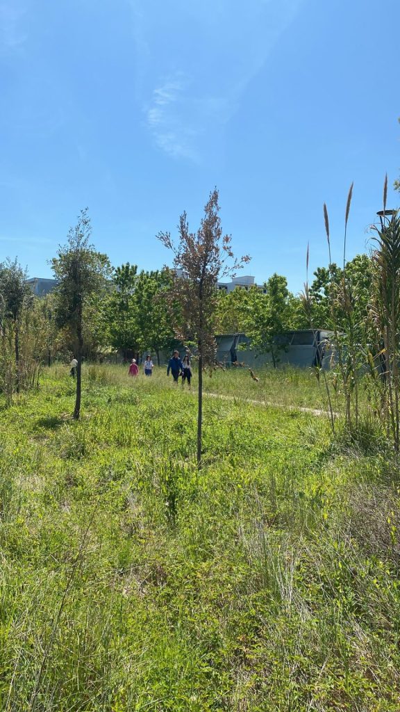 Lecci secchi, incuria e inciviltà: non c'è pace per la riserva Marina di vasto 3 Lecci 2