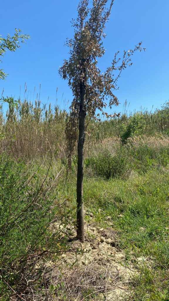 Lecci secchi, incuria e inciviltà: non c'è pace per la riserva Marina di vasto 4 Lecci 3