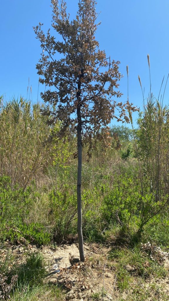 Lecci secchi, incuria e inciviltà: non c'è pace per la riserva Marina di vasto 2 Lecci