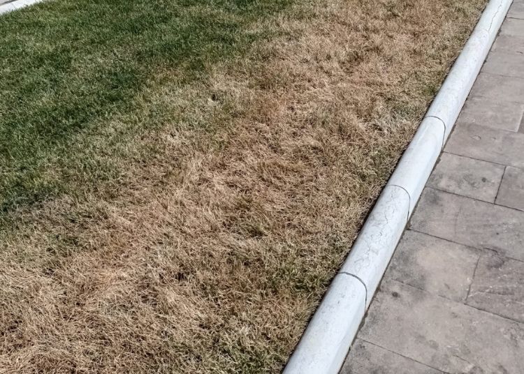 Vasto Marina, prato ingiallito e assenza di contenitori per deiezioni canine 3 Progetto senza titolo 2024 05 02T112349.713