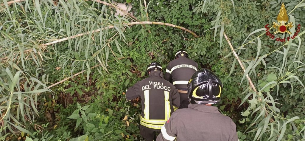 Venafro, salvati gattini in un torrente 2 IMG 5924 W