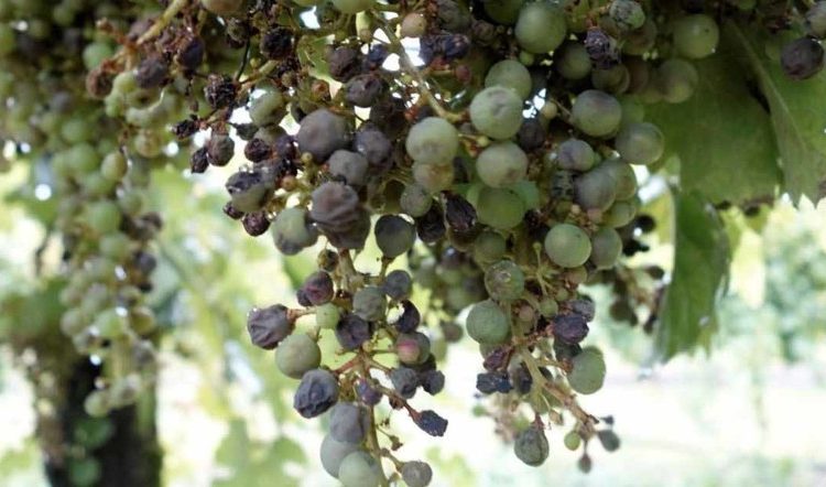 Perche la Peronospora della vite e una patologia da non sottovalutare
