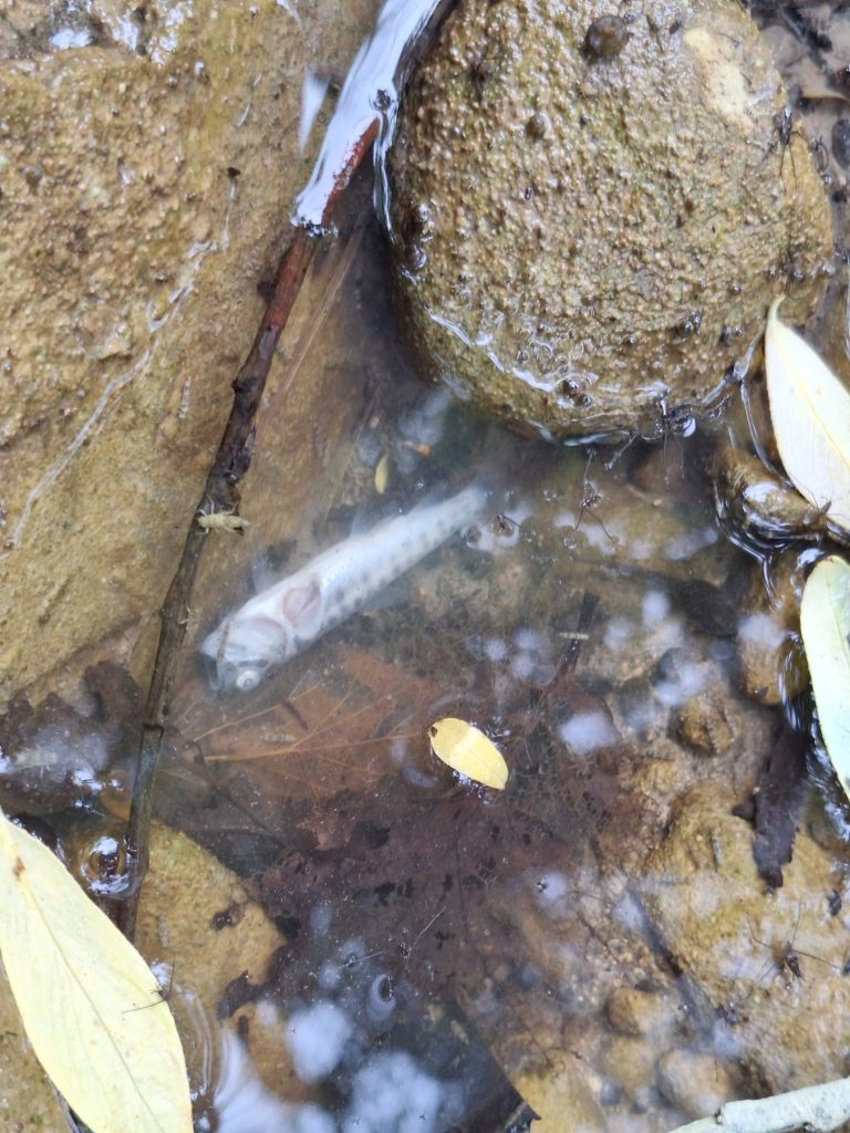 Rio Verde e Cascate in secca, il WWF lancia l'allarme 3 foto3 giuseppe direnzo
