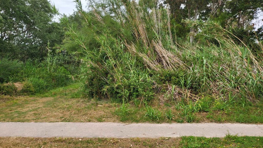La riserva naturale di Vasto Marina è abbandonata a sé stessa: «Rischi per l’incolumità dei turisti» 3 vasto marina 2