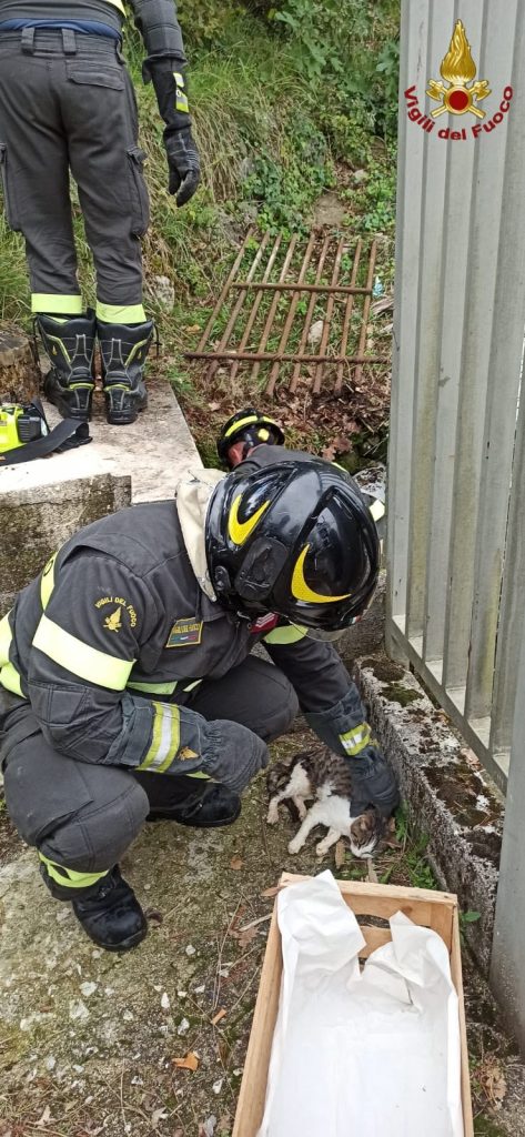 Vigili del fuoco di Isernia salvano gattino intrappolato nello scarico delle acque bianche 2 image0 7