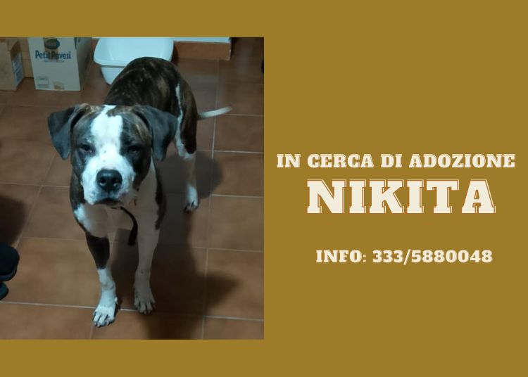 Articolo WP 2025 04 17T103824.782