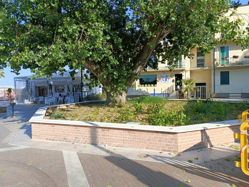 Vasto, appello per il pioppo monumentale di piazza Rodi 2 IMG20250623175359 2