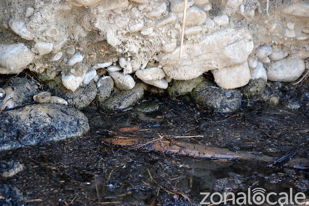 Un granchio d'acqua dolce tra i detriti dell'incendio in una pozza d'acqua