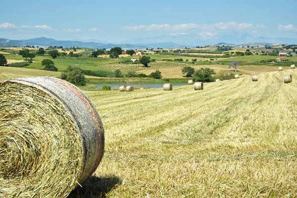 fattoria di vaira h