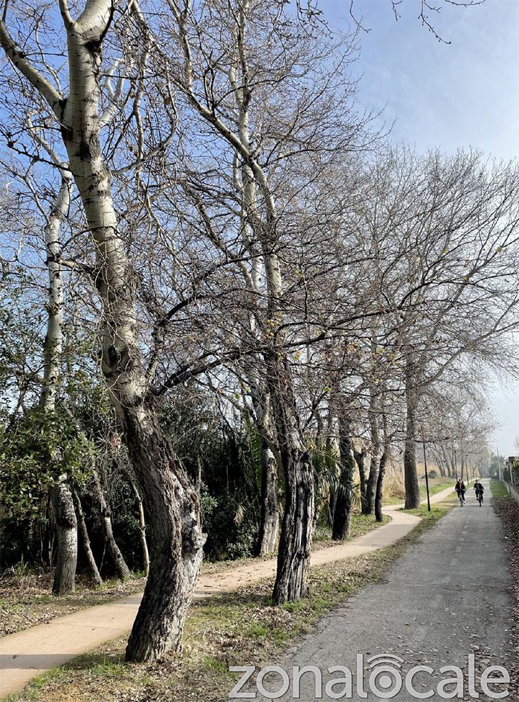 Altri alberi candidati al taglio