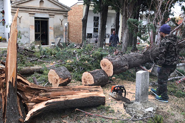 albero cimitero cas h