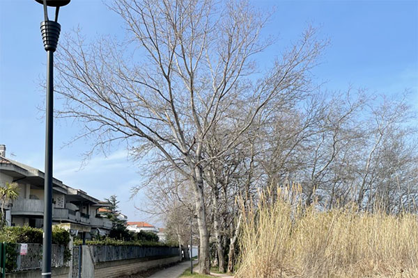 alberi pista ciclabile h