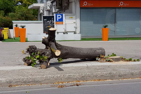 alberi via grasc 2 h