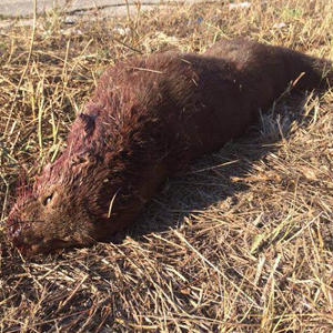 lontra protezione civile q