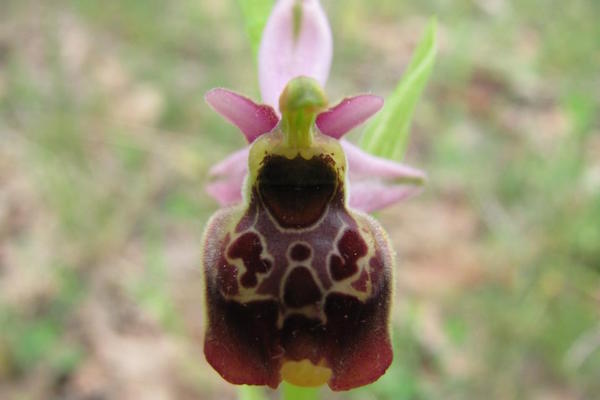 orchidea trigno h