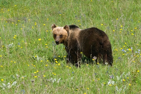 Orso nel Pnalm. Foto d'archivio