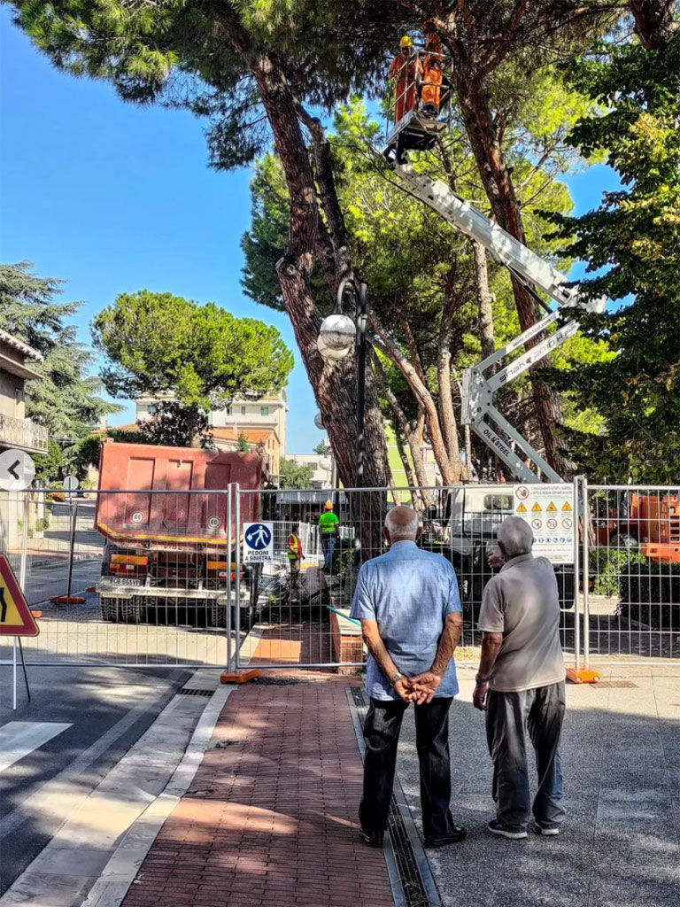 Il taglio degli alberi