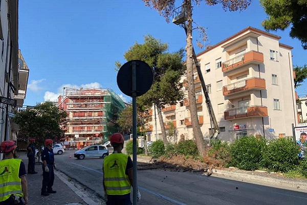 taglio pino viale dannunzio lug2020 h