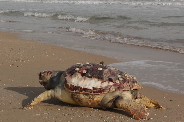 tartaruga morta vasto marina 11nov h