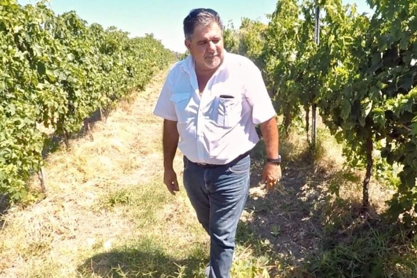 vendemmia 2019 h