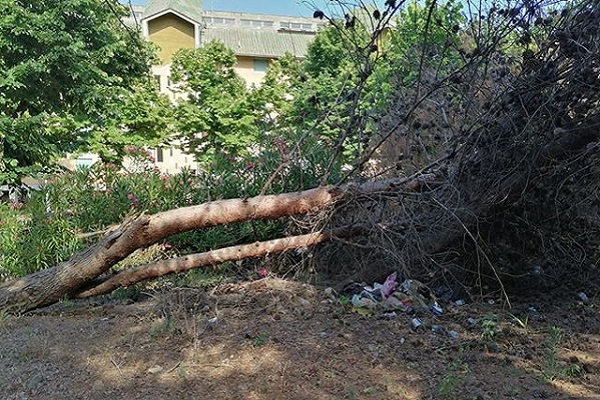 alberi pineta via spataro h