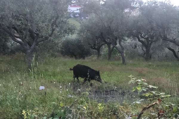 cinghiali via san sisto h