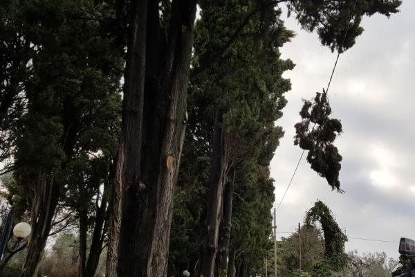 ramo pericolante viadelcimitero h