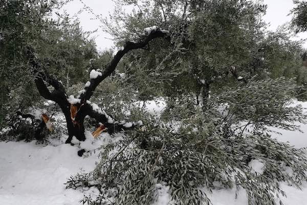 ulivo spezzato neve h